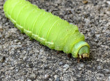 Luna Moth Caterpillar 