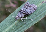Maple Webworm Moth (5606)