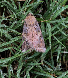 Fall Armyworm Moth (9666)