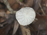 Unidentified Mushroom