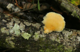 Unidentified Mushroom