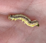 Corn Earworm Moth Larva (11068)