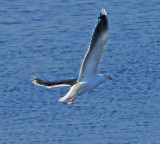 Great Black-backed Gull in Flight