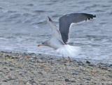 Lesser Black-backed Gull in Flight