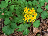 Butterweed