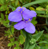 Spiderwort, Virginia