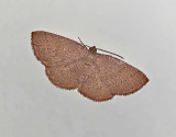 Black-dotted Ruddy Moth