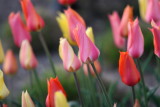 Tulips Cape May