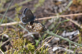 Vpplingblvinge, hane (Polyommatus dorylas)