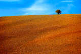 Tree on the top of the hill