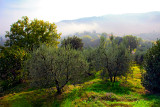 Olive and other trees in a misty landscape