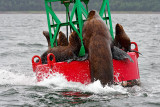 Steller See Lions in Auk Bay