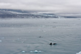 Hubbard Glacier