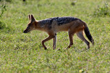 Black-backed Jackal