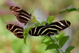 Zebra Longwings