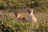 A pair of young lionesses