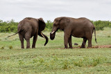 Kruger National Park