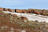 Petrified logs