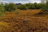 Arizona