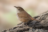 House Wren