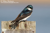 Tree Swallow