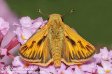 Fiery Skipper