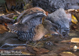 Central Park Waterbirds