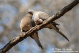 Mourning Dove (pair)