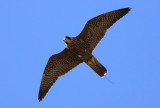 Peregrine Falcon - Lilly Fllying high wind