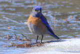 Western Bluebird