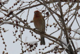 Purple Finch 