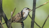 Bruant  couronne blanche - White-crowned sparrow - Zonotrichia leucophrys - Embrizids