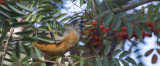 Merle dAmrique - American Robin - Turdus migratorius - Turdids