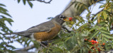 Merle dAmrique - American Robin - Turdus migratorius - Turdids