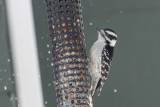 Pic mineur - Downy woodpecker - Picoides pubescens - Picids