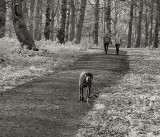 The dog in the Forest