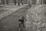 The dog in the Forest
