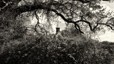 Through the Trees