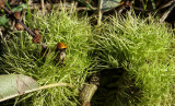 Ladybird on chestnut