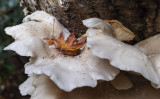 Fungus with Leaves