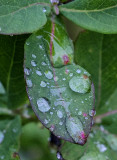 Raindrops on a leaf