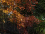 Autumn through glass