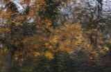 Autumn through the rain