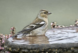 Early Bath