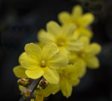 Garden Flower