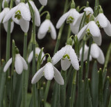 Snowdrops