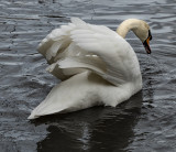 Swan