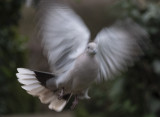 Collared Dove