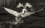 swans mono