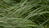 just grass_DAP_Carver.jpg